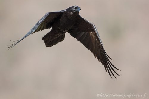 grand corbeau005
